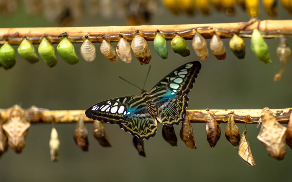 butterfly with cocoons